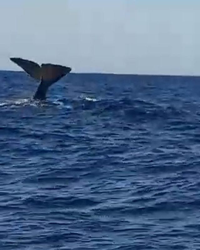 İzmir Çeşme açıklarında görülen balina ve yavrusu şaşırttı - Resim: 2