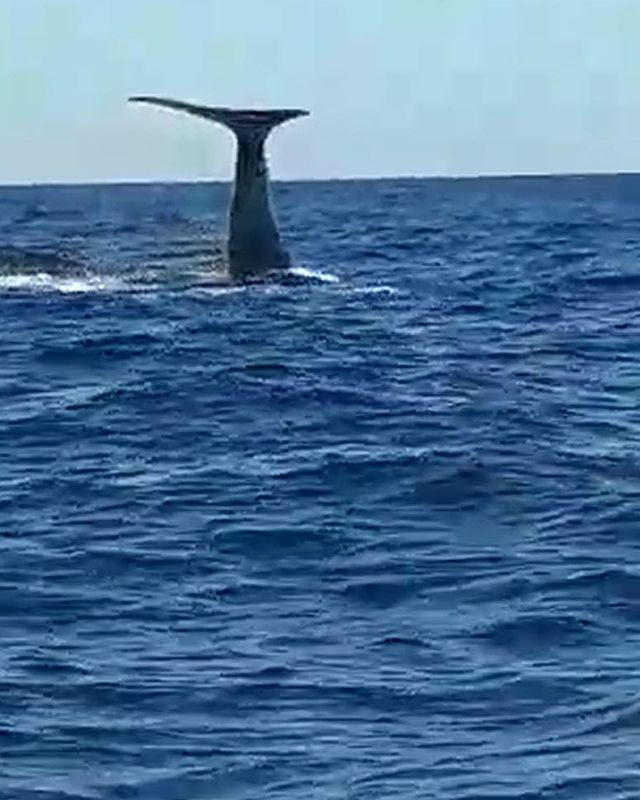 İzmir Çeşme açıklarında görülen balina ve yavrusu şaşırttı - Resim: 4