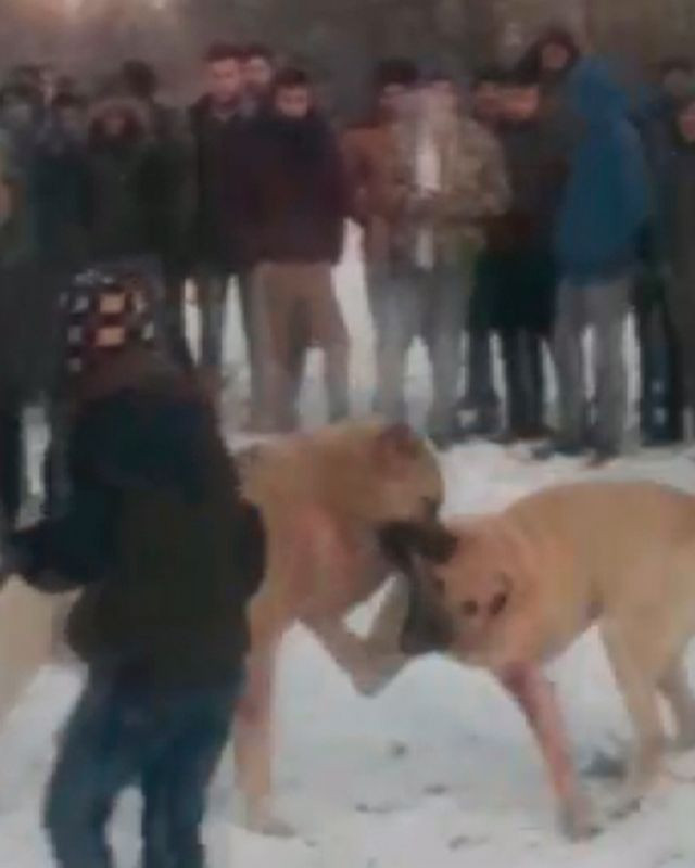 Konya'da ormanda köpek dövüştüren 4 kişiye gözaltı - Resim: 1