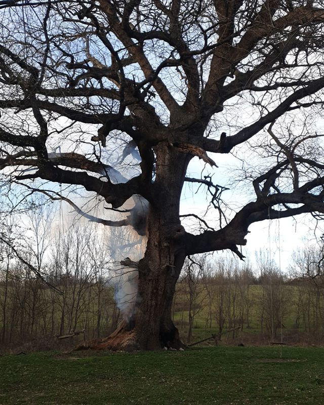 Bursa İnegöl'de 400 yıllık tarihi çınar ağacını yaktılar - Resim: 1