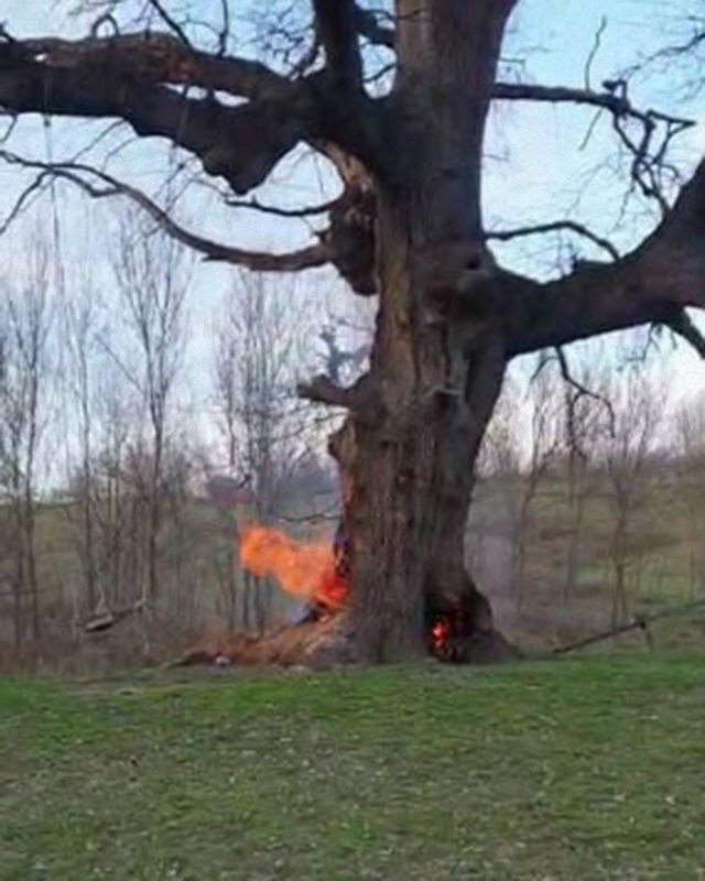 Bursa İnegöl'de 400 yıllık tarihi çınar ağacını yaktılar - Resim: 2