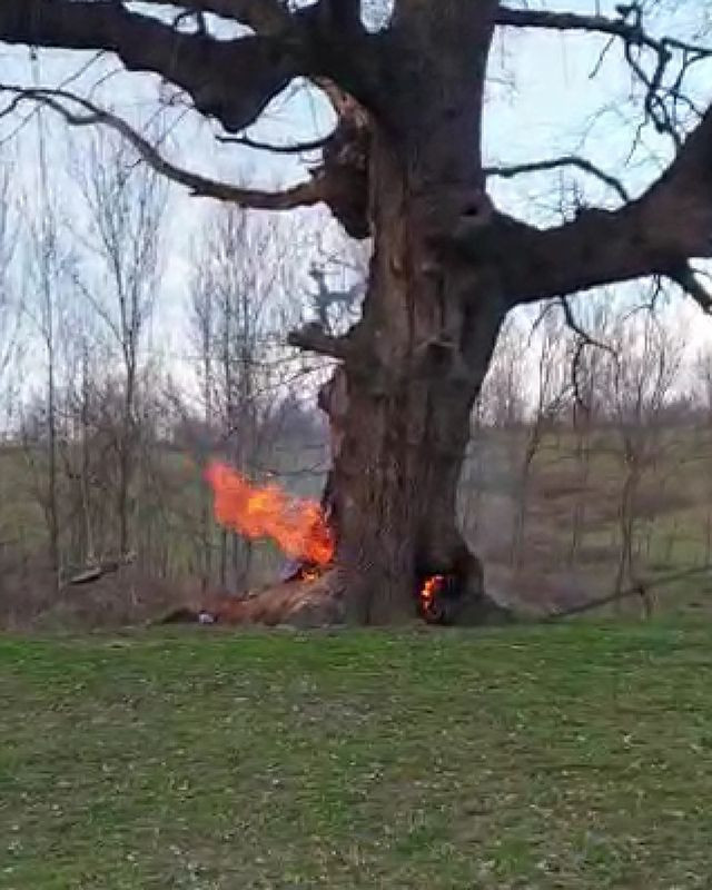 Bursa İnegöl'de 400 yıllık tarihi çınar ağacını yaktılar - Resim: 3