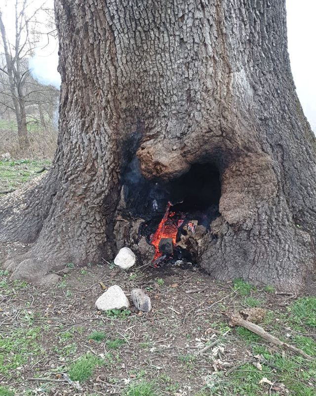 Bursa İnegöl'de 400 yıllık tarihi çınar ağacını yaktılar - Resim: 4