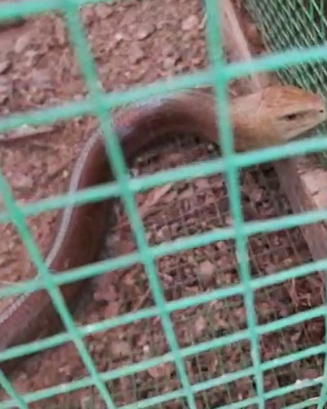 Bursa'da kümese giren 1,5 metrelik kertenkele ödlerini kopardı - Resim: 1