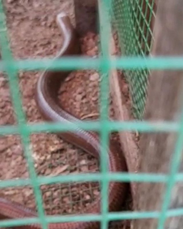 Bursa'da kümese giren 1,5 metrelik kertenkele ödlerini kopardı - Resim: 2
