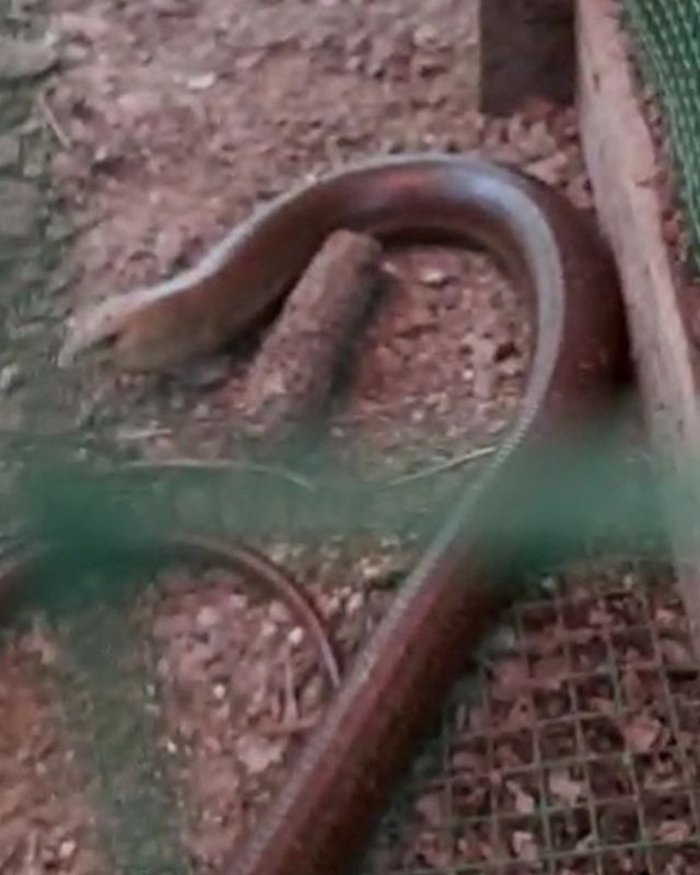 Bursa'da kümese giren 1,5 metrelik kertenkele ödlerini kopardı - Resim: 4