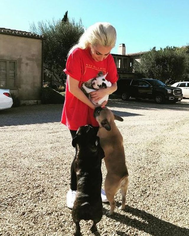 Lady Gaga'nın silahlı saldırı sonrası köpekleri çalındı - Resim: 1