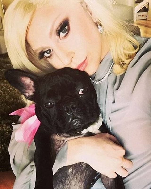 Lady Gaga'nın silahlı saldırı sonrası köpekleri çalındı - Resim: 3