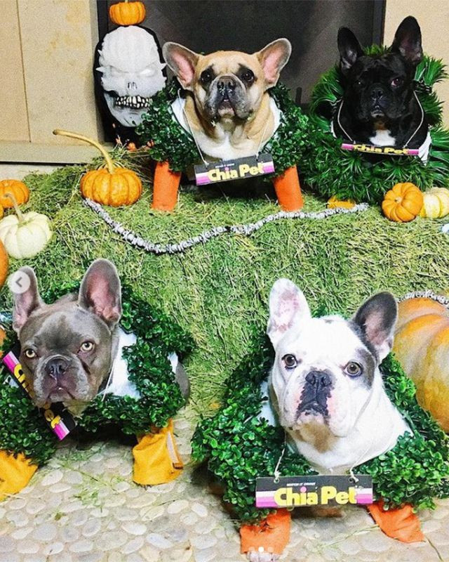 Lady Gaga'nın silahlı saldırı sonrası köpekleri çalındı - Resim: 4