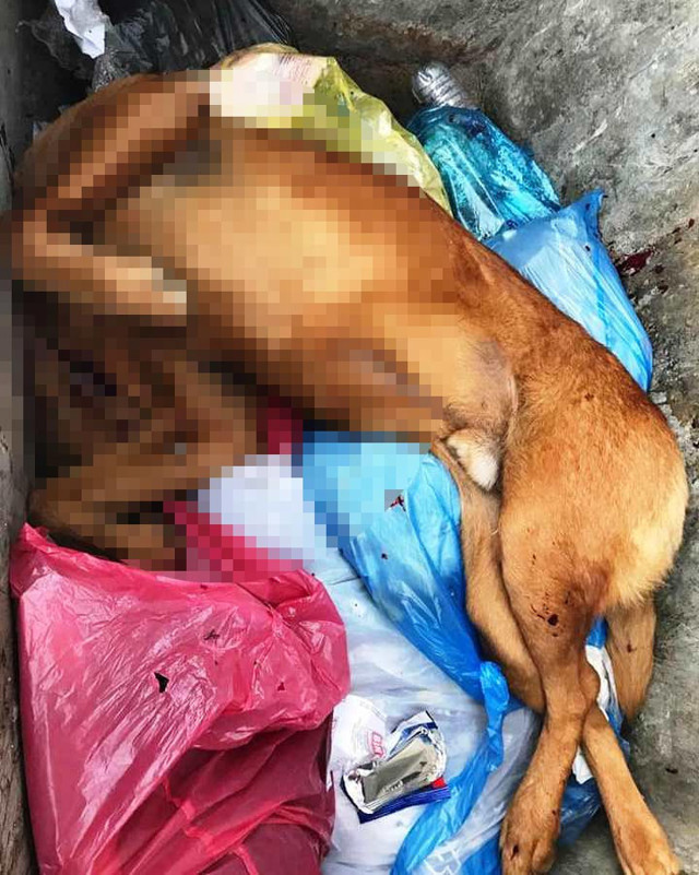 Muğla'da köpeği av tüfeğiyle öldürdü sebebi sen nasıl insansın dedirtti - Resim: 1