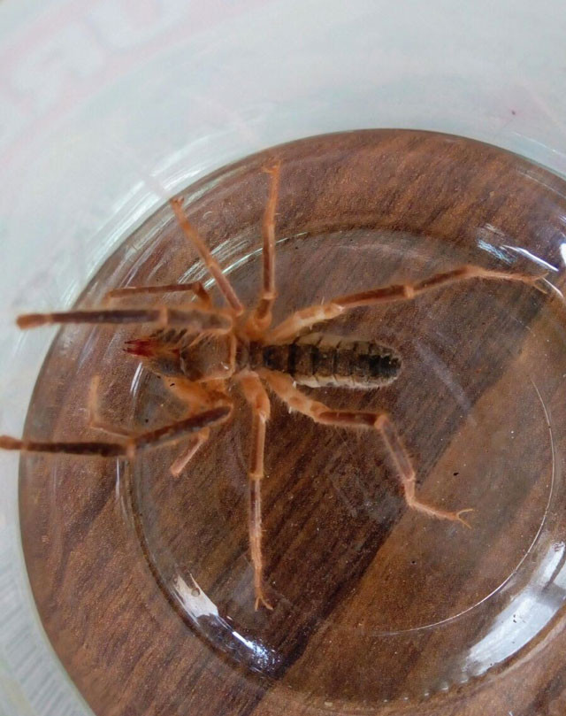 Et yiyen örümcek paniği! Gördüğünüz gibi haber verin - Resim: 1