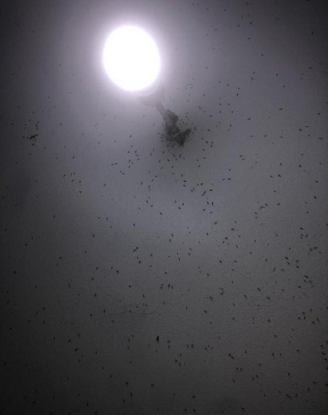 Adana'da sivrisinek faciası kapıda! Korona bitmeden bu başladı - Resim: 2