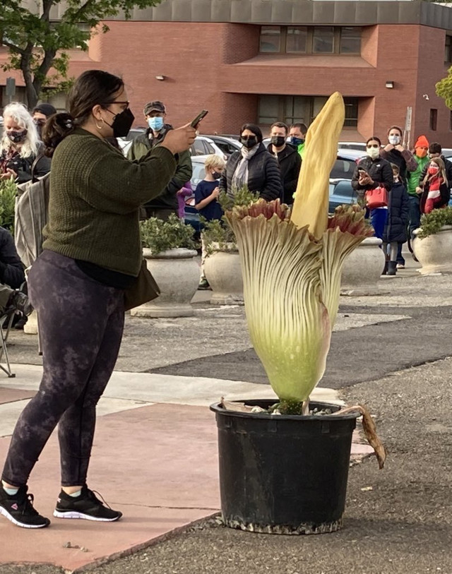 Kötü kokusuyla biliniyor! ABD'de 'ceset çiçeği' için yüzlerce kişi kuyruğa girdi - Resim: 0