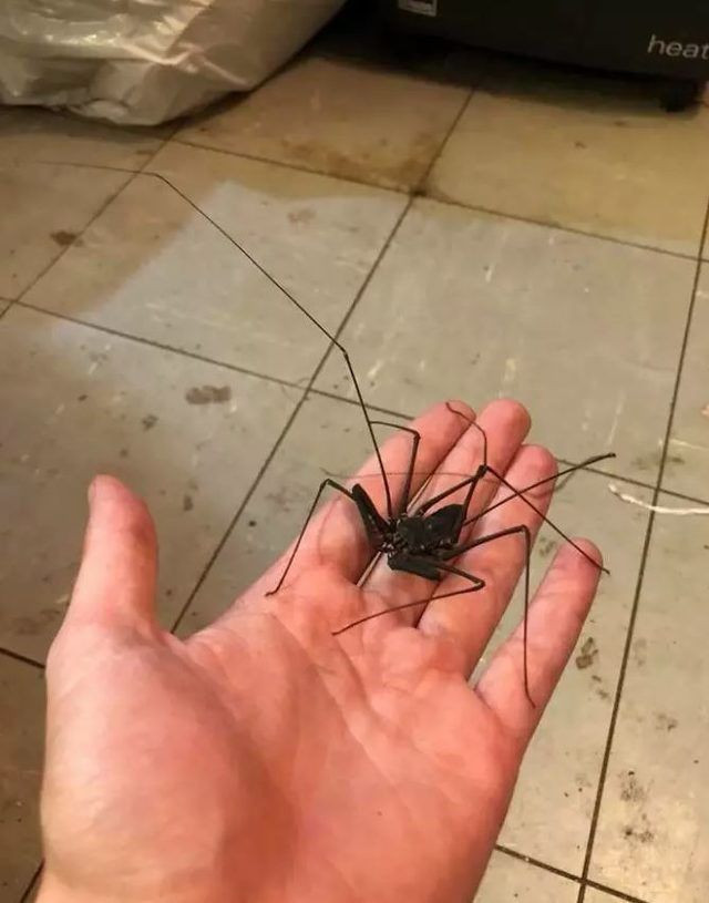 Yok böyle tuvalet! Duvarlarına öyle bir şey yaptı ki - Resim: 3