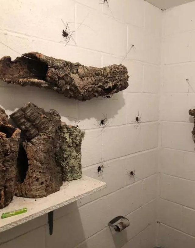 Yok böyle tuvalet! Duvarlarına öyle bir şey yaptı ki - Resim: 1