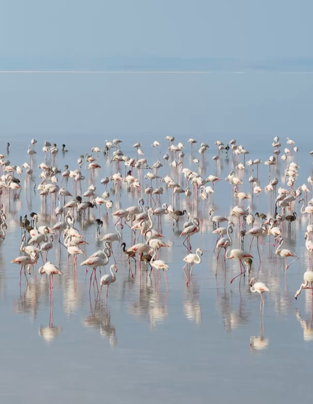 Bakan Kurum a&ccedil;ıkladı: Tuz G&ouml;l&uuml;'nde son 5 yılın en y&uuml;ksek flamingo yavrusu sayısına ulaşıldı - Resim: 0