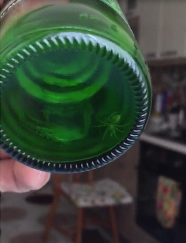 Esenyurt'ta şok! Maden suyu şişesinden örümcek çıktı - Resim: 0