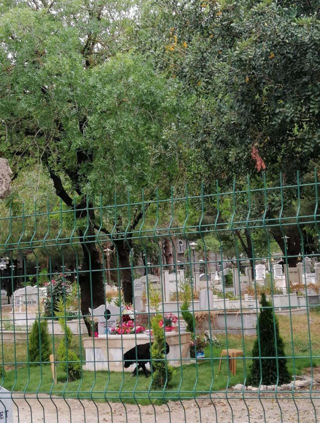 Fox Tv spikeri Gülbin Tosun'dan köpek saldırısında ölen Mahra Melin'in annesine tehdit ve hakaret! - Resim: 3