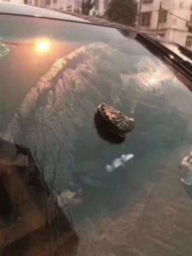 Korku filmi gibi… Gökyüzünden ahtapot yağdı - Resim: 2