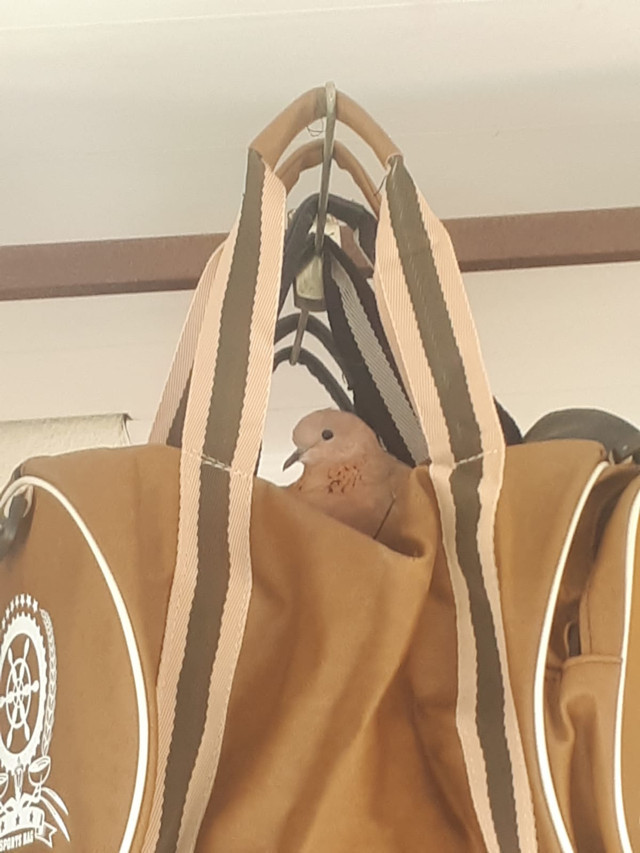 Kocaeli'de Kuşlar öyle bir yere yuva yaptı ki görenler hayrete düştü - Resim: 1