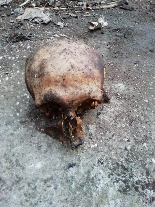 Antalya'da bir evin bahçesinde kafatası bulundu - Resim: 0