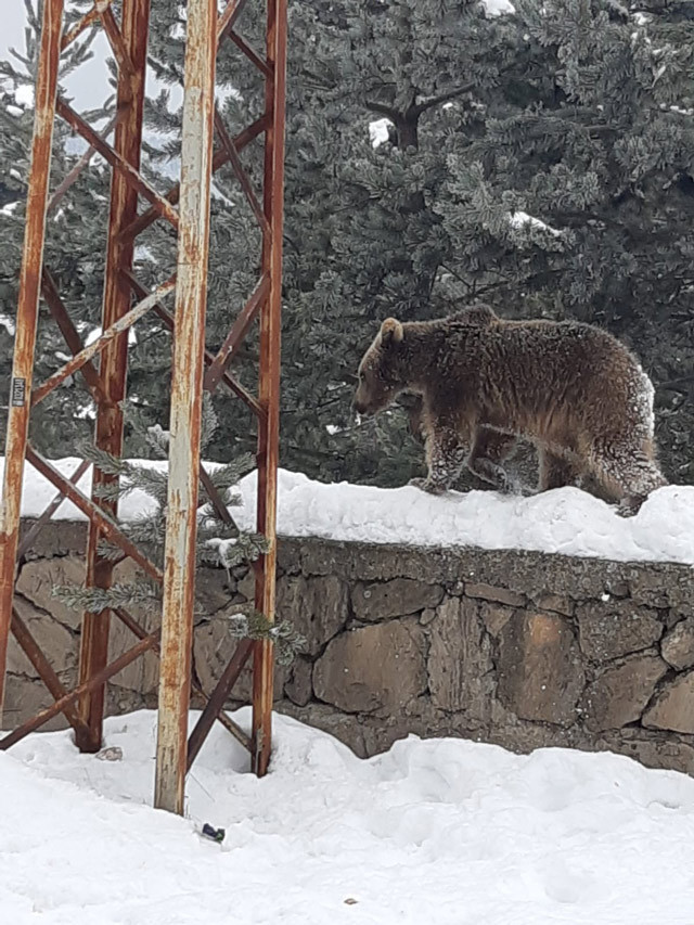 Gören telefonuna sarıldı! Sarıkamış'ta yavru ayı şaşkınlığı - Resim: 1