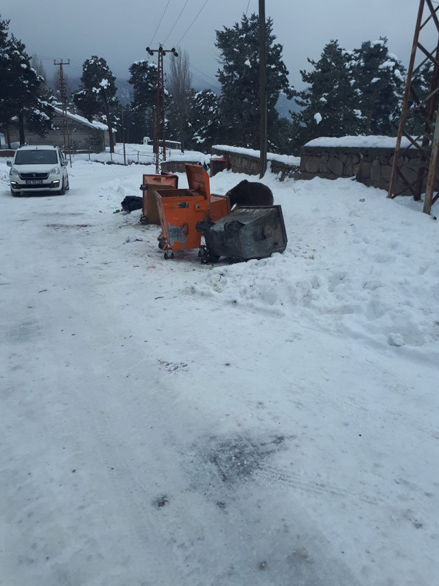 Gören telefonuna sarıldı! Sarıkamış'ta yavru ayı şaşkınlığı - Resim: 2