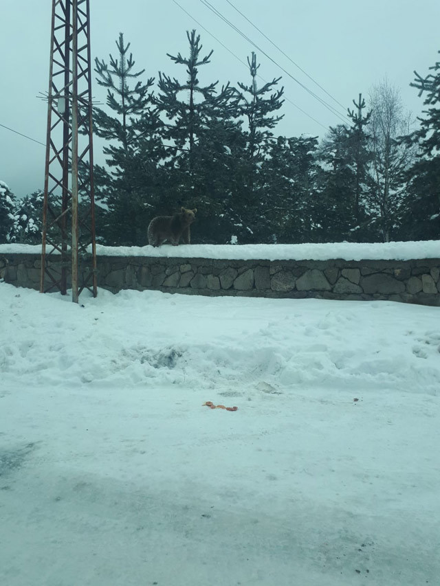 Gören telefonuna sarıldı! Sarıkamış'ta yavru ayı şaşkınlığı - Resim: 3