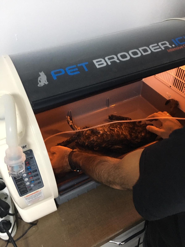 Balıkesir'de itfaiye suni teneffüsle kediyi hayata döndürdü - Resim: 0