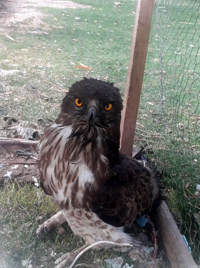 Adana'da vurulmuş olarak bulundu! Emniyetin maskotu oldu - Resim: 1