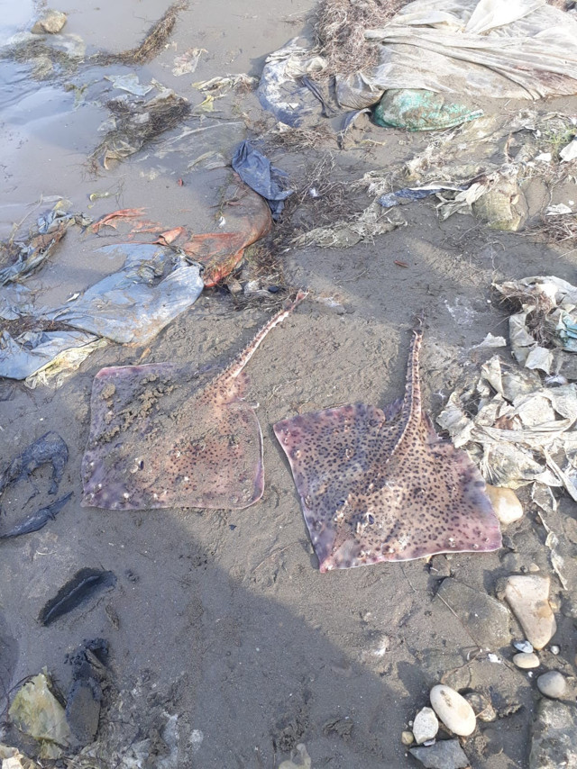 Sinop Türkeli'de kıyıya vuran iki vatoz görenleri şaşırttı - Resim: 0