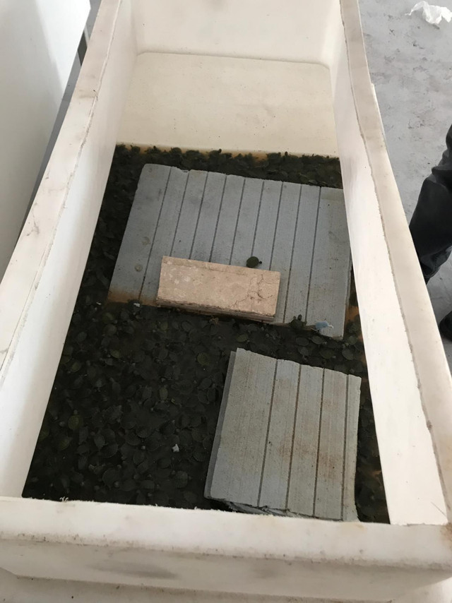 Artvin'deki Sarp Sınır Kapısı'nda pizza kutusundan çıkanlar şaşkına çevirdi! - Resim: 1