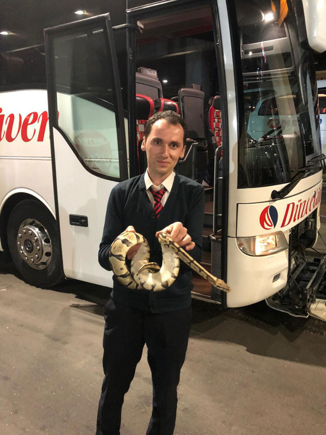 Yolcu otobüsünde valizden kaçan piton yılanı korkuttu - Resim: 0