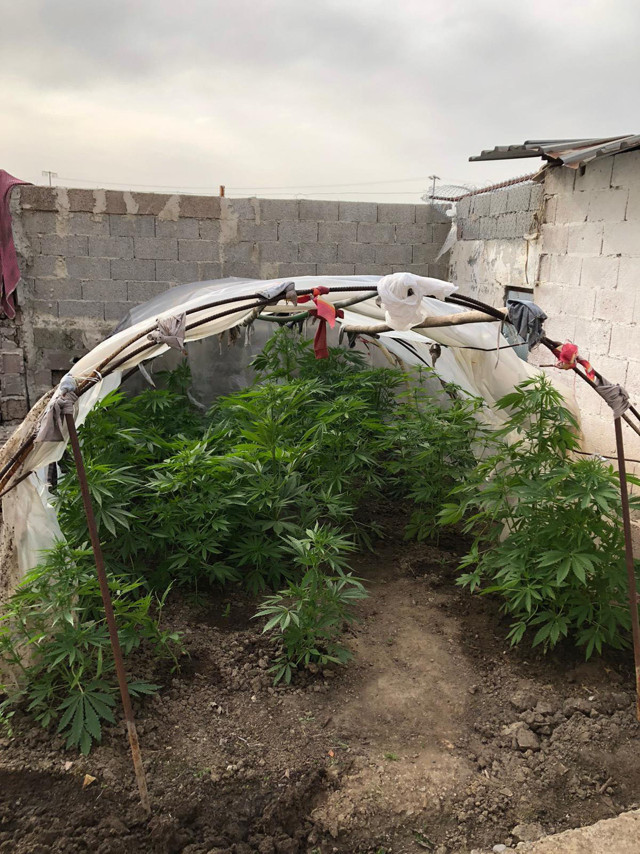 Adana'da bahçesinde Hint keneviri yetiştiren zanlı koronavirüsü bahane etti - Resim: 1