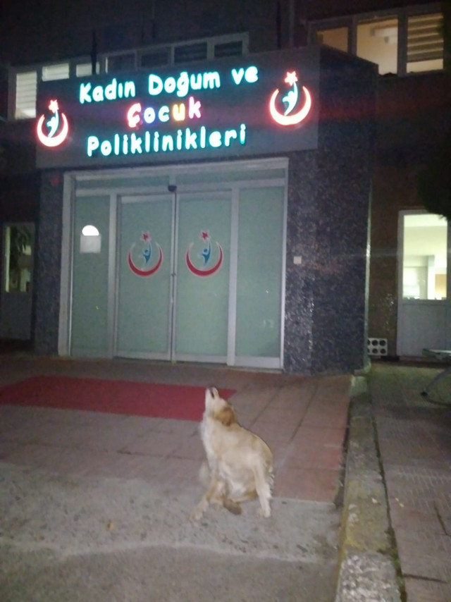 Bartın'da sahibini hastane önünde bekleyen köpek ortadan kayboldu - Resim: 0