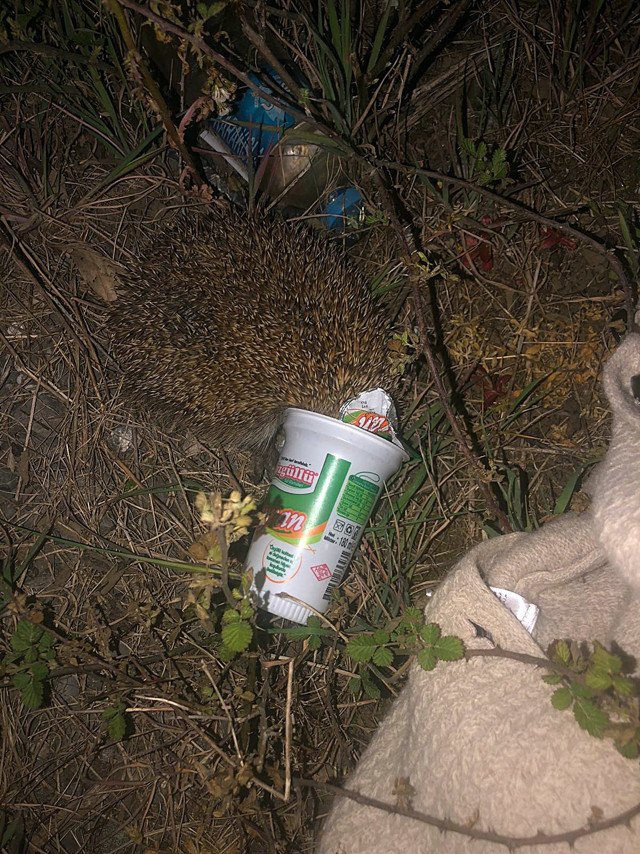 Düzce'de başı ayran kutusuna sıkışan küçük yaramaz kurtarıldı - Resim: 0