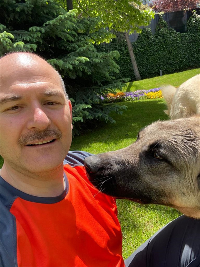 İçişleri Bakanı Süleyman Soylu, sahiplendiği sokak köpeklerinin fotoğraflarını paylaştı - Resim: 2
