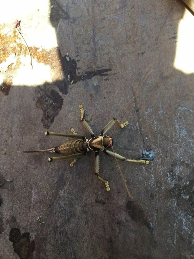 Elazığ'da ortaya çıktı etçil çekirge büyüklüğüyle dikkat çekti - Resim: 0