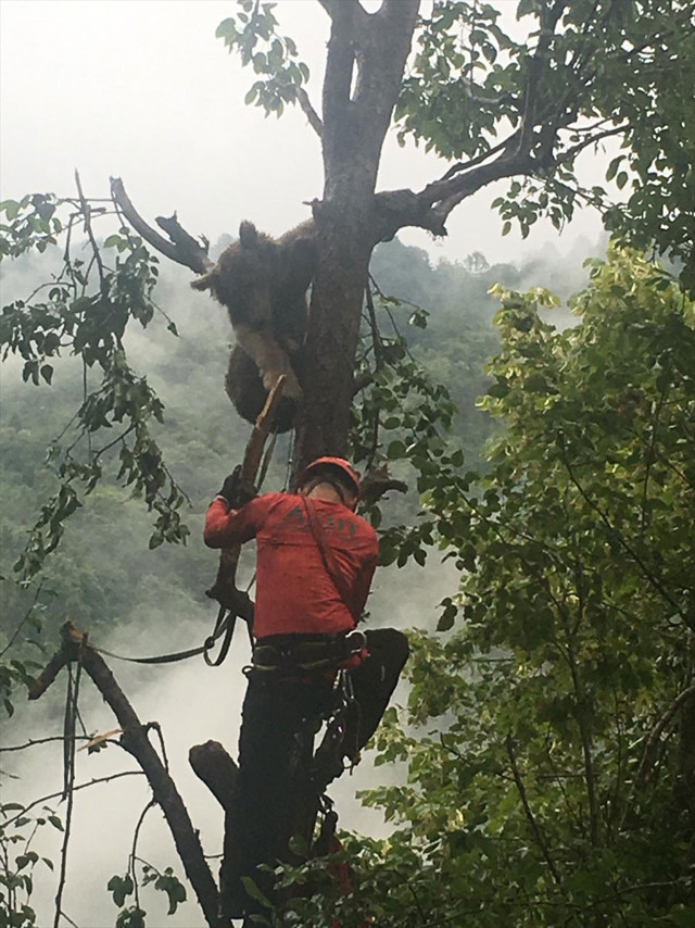 Rize ağacın tepesinde görüldü köylüler ekipleri aradı - Resim: 0