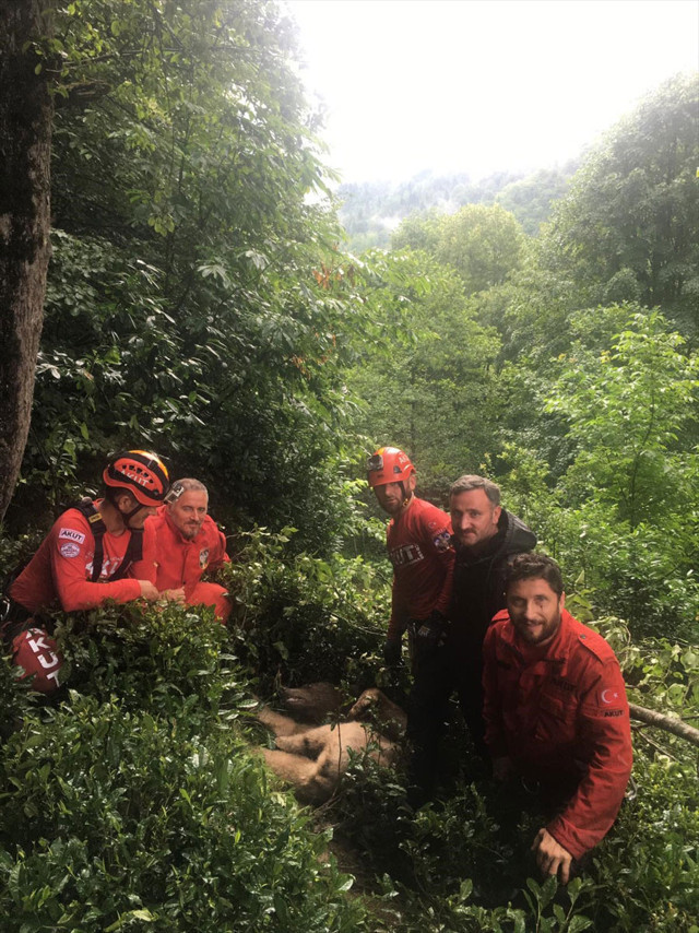 Rize ağacın tepesinde görüldü köylüler ekipleri aradı - Resim: 1