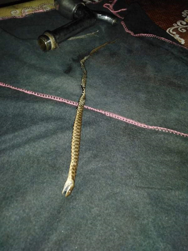 Hatay'da evin musluğundan yılan çıktı - Resim: 0