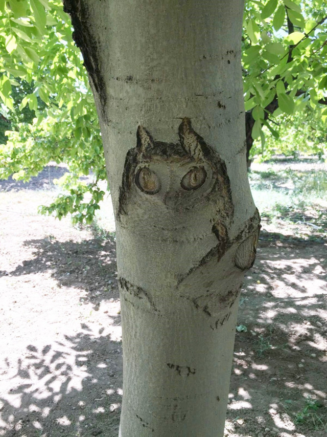 Kahramanmaraş'ta ceviz ağacındaki figür görenleri şaşırttı - Resim: 0
