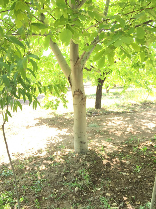 Kahramanmaraş'ta ceviz ağacındaki figür görenleri şaşırttı - Resim: 1