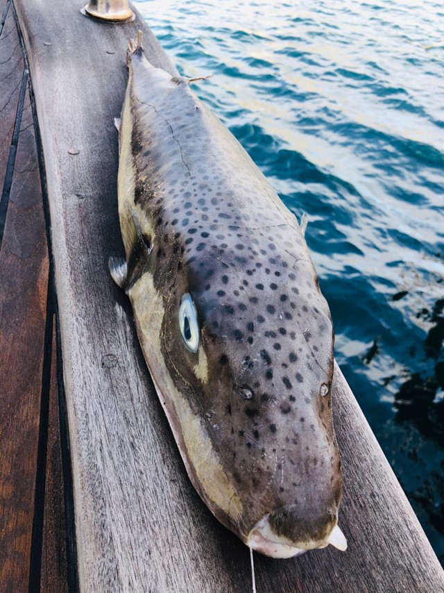 Bodrum'da 6 kiloluk 'balon balığı' ürküttü korkulu rüya ilk kez bu kadar büyük! - Resim: 1