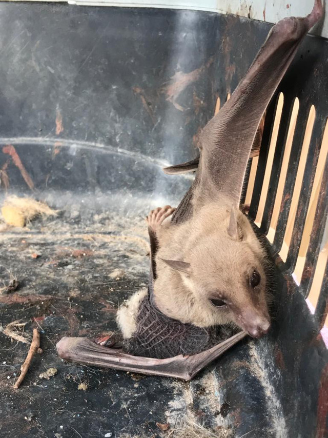 Muhtar tilki yavrusu sandı! Mersin'de Brezilya'nın kabusu vampir yarasa korkusu - Resim: 1