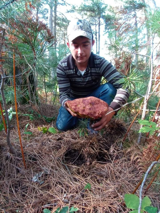 Çanakkale'de ayı mantarı köylünün gelir kapısı oldu - Resim: 0