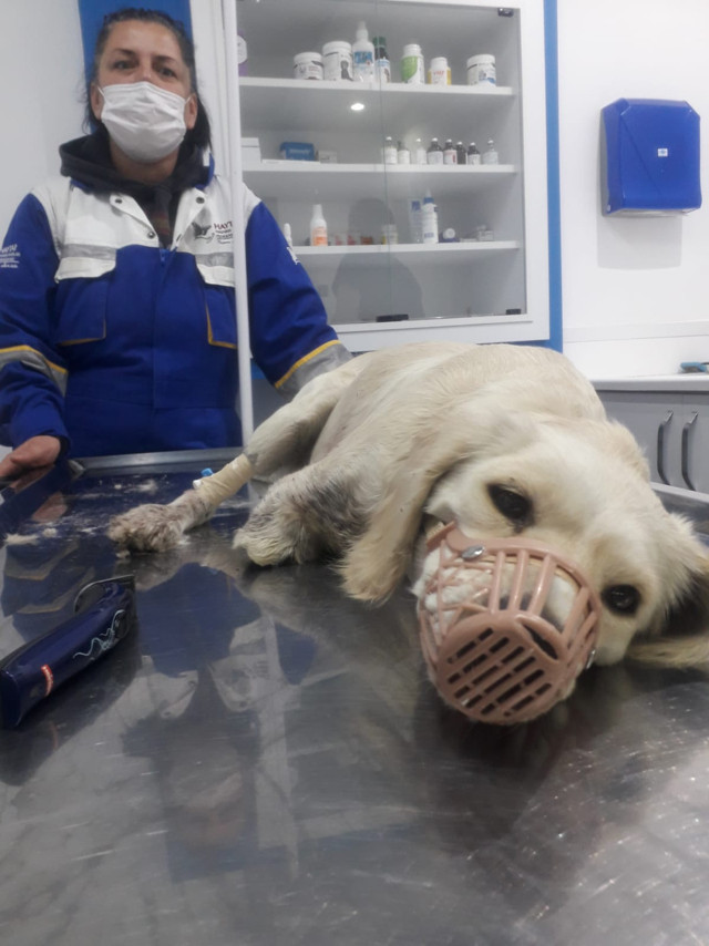 Samsun'da iki bacağı kesilmiş halde yavru köpek bulundu - Resim: 0