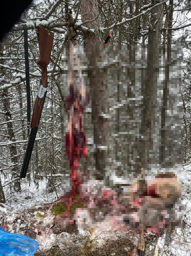 Bartın'da vahşet! Hamile karacanın derisini yüzerken yakalandılar ceza yağdı - Resim: 0