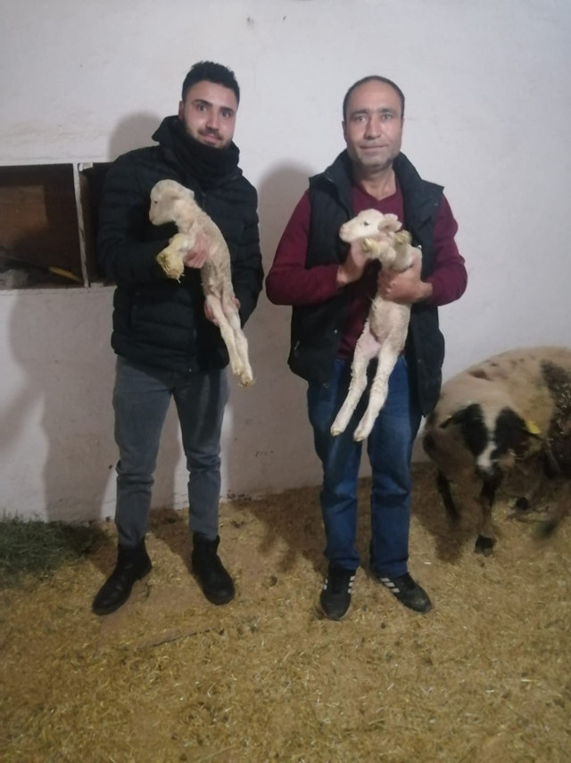 İzmir'de yeni doğan kuzu herkesi şaşırttı! Bakın ne dedi - Resim: 1