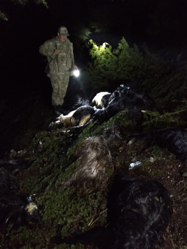 Kahramanmaraş'ta yıldırım faciası: 41 küçükbaş telef oldu - Resim: 2